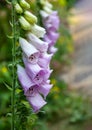 Summer flowers of Digitalis purpurea flower foxglove, common foxglove, purple foxglove or lady\'s glove Royalty Free Stock Photo