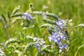 Summer flowers in the field