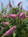 Butterfly bush summer flowers Royalty Free Stock Photo