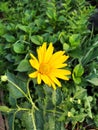 Summer flowers in the garden in the evening