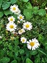 Summer flowers in the garden in the evening