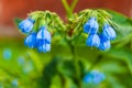 Summer, flowers, green flowerbed. Bright blue flowers in the shape of a bell