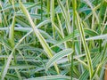 Summer, flowers, green flowerbed. White Striped Long Leaves of Green Grass