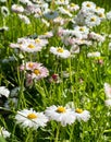 Summer flowers growing in summer garden. Colorful marguerite daisy soft pink and white color. Royalty Free Stock Photo
