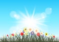 Summer flowers grows in sun rays Royalty Free Stock Photo