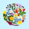 Summer Flowers and Herbs for Herbal Medicine Treatments Royalty Free Stock Photo