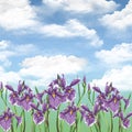 Summer flowers. Irises. Royalty Free Stock Photo