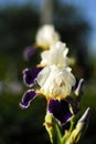 Summer flowers irises. Royalty Free Stock Photo