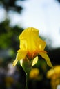 Summer flowers irises. Royalty Free Stock Photo