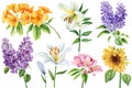Summer flowers isolated on white background. Botanical watercolor illustrations. Set lilac, lily, sunflower and sakura Royalty Free Stock Photo