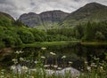 Summer flowers at Lochan in Glencoe Royalty Free Stock Photo