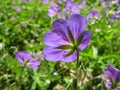 Summer Flowers in Maine