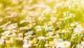 Summer flowers meadow under soft sunlight and sun rays. Spring meadow field background Royalty Free Stock Photo