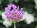 Summer flowers