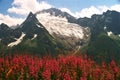 Summer flowers and mountain Royalty Free Stock Photo