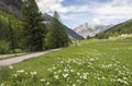 Flowers and pine trees in valley behind ceillac in parc natural regional du queyras of haute provence