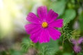 Summer flowers pink cosmos flowers - in Latin Cosmos Bipinnatus