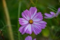 Summer flowers pink cosmos flowers - in Latin Cosmos Bipinnatus