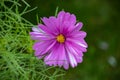 Summer flowers pink cosmos flowers - in Latin Cosmos Bipinnatus