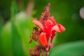 Summer flowers 4 Royalty Free Stock Photo