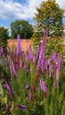 Summer flowers at the RHS Bridgewater Gardens in Salford, Northern England Royalty Free Stock Photo