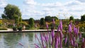 Summer flowers at the RHS Bridgewater Gardens in Salford, Northern England