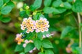 Summer flowers series, beautiful Lantana camara Royalty Free Stock Photo