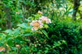 Summer flowers series, beautiful Lantana camara Royalty Free Stock Photo