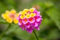Summer flowers series, beautiful Lantana camara