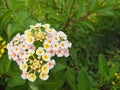 Summer flowers series, blooming beautiful pink and yellow Lantana camara. Royalty Free Stock Photo