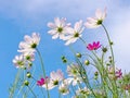 Summer, flowers shine through sunlight, Cosmos flowers