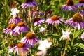 Summer flowers slose-up. Royalty Free Stock Photo