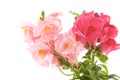 Summer flowers snapdragon Royalty Free Stock Photo