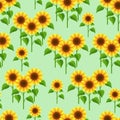 Summer flowers sunflowers seamless pattern Royalty Free Stock Photo