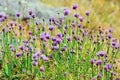 Summer flowers, Suomenlinna fortress, Finland Royalty Free Stock Photo