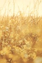 Summer flowers on tHerbs, meadow with dried grass, natural autumn natural background. he meadow Royalty Free Stock Photo