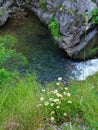 Summer flowers and water at Iadolina waterfall