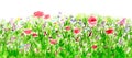 Summer Flowers Watercolor, Border Seamless Pattern Royalty Free Stock Photo