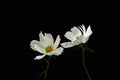 Summer flowers white cosmos - in Latin Cosmos Bipinnatus, isolated on black background Royalty Free Stock Photo