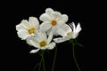 Summer flowers white cosmos - in Latin Cosmos Bipinnatus, isolated on black background Royalty Free Stock Photo