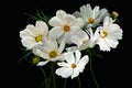 Summer flowers white cosmos - in Latin Cosmos Bipinnatus, isolated on black background Royalty Free Stock Photo