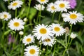Summer flowers white daisies close-up Royalty Free Stock Photo