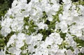 Summer flowers. Blooming of white phlox in Russia