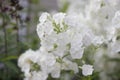 White Phlox blossom. Summer flowers in a garden