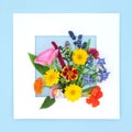 Summer Flowers Wildflowers and Herbs Background Frame Royalty Free Stock Photo