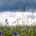 Summer floweRussian field, summer landscape, cornflowers and chamomiles, ears of wheat, gloomy sky with clouds Royalty Free Stock Photo