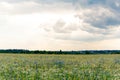 Summer floweRussian field, summer landscape, cornflowers and chamomiles, ears of wheat, gloomy sky with clouds Royalty Free Stock Photo