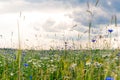 Summer floweRussian field, summer landscape, cornflowers and chamomiles, ears of wheat, gloomy sky with clouds Royalty Free Stock Photo