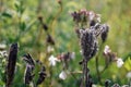 Summer on a flowery meadow, inflorescence after flowering Royalty Free Stock Photo