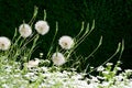 In the summer, fluffy dandelions ripened in the meadow